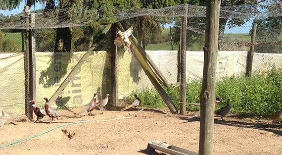 Elevage de faisan près de Feurs (Loire 42)