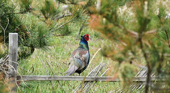 Elevage de faisan près de la Haute-Loire (43)