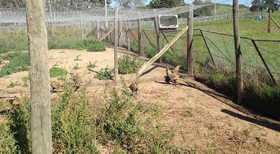 Elevage de faisan près du Puy-de-Dôme (63)