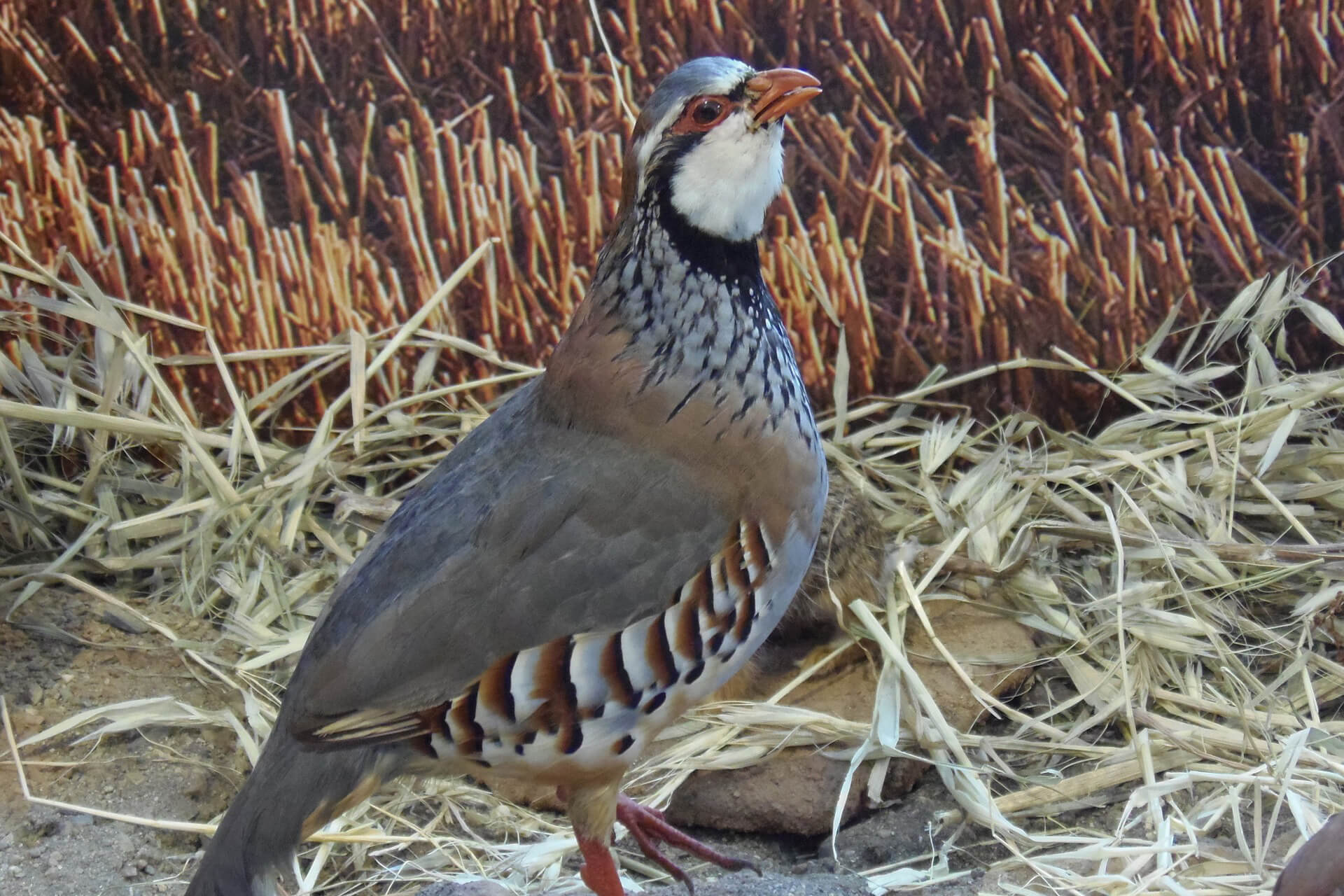 Elevage de perdrix près de la Haute-Loire (43)
