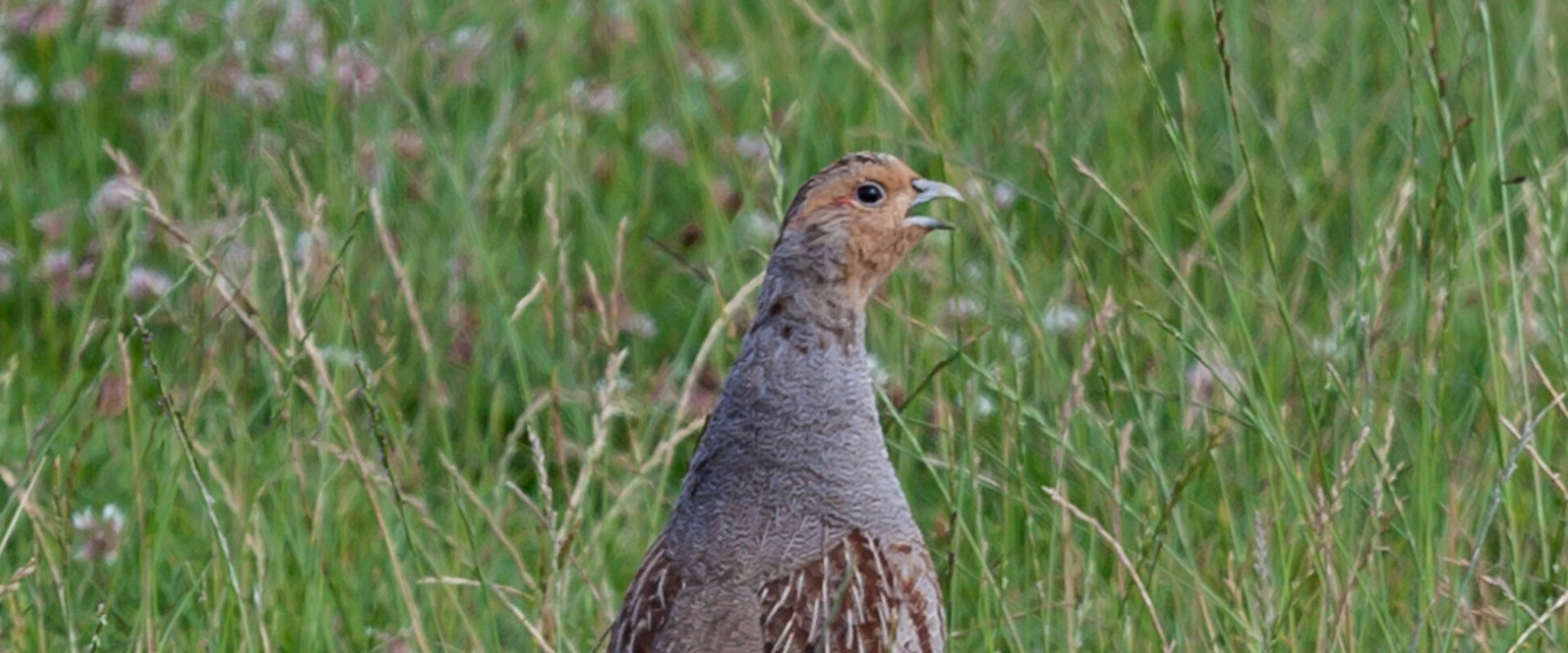 Elevage de perdrix près de la Haute-Loire (43)